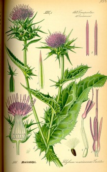 Mariendistel Kraut bio